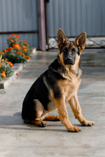 Image a five-month-old german shepherd sits and looks into the camera