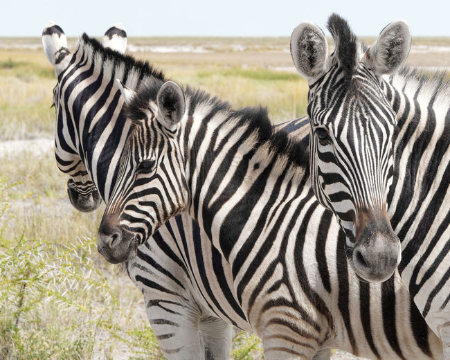 Portrait of zebras on field