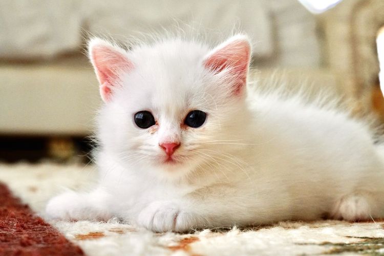 Close-up portrait of white cat