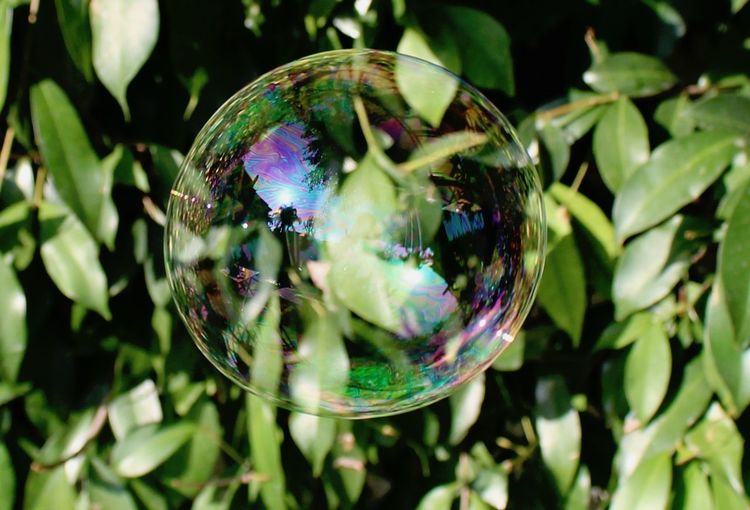 Close-up of bubbles in park