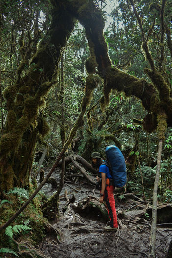 A climber in the moss forest area with muddy paths on mount singgalang, west sumatra - indonesia