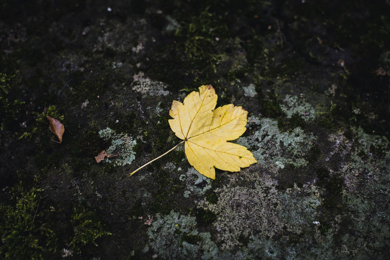 High angle view of yellow maple leaf on land