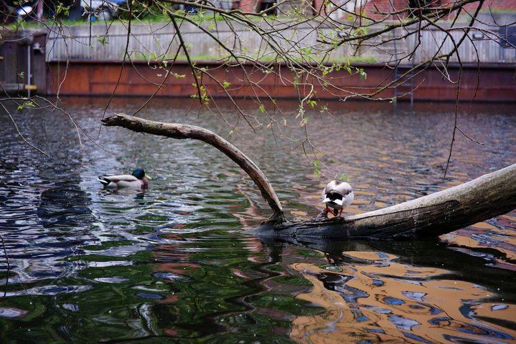 View of birds in lake