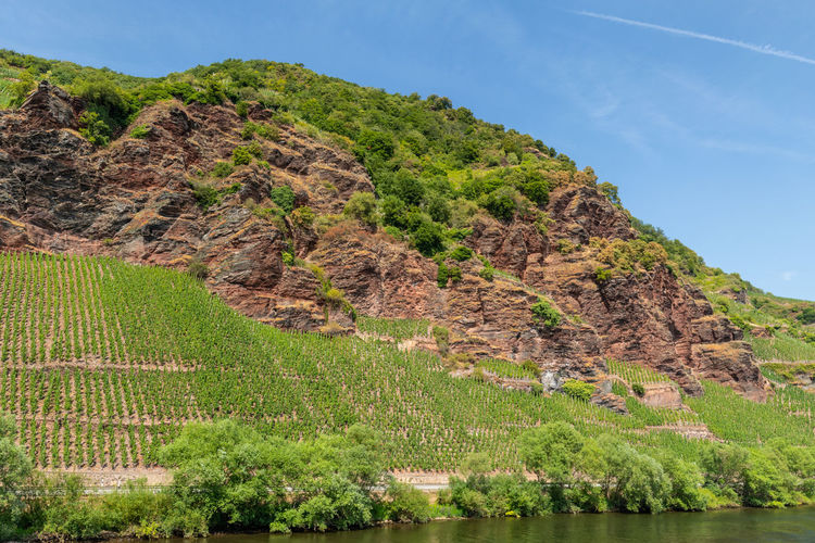 River moselle near zeltingen-rachtig and mountain with vineyards and slate rocks