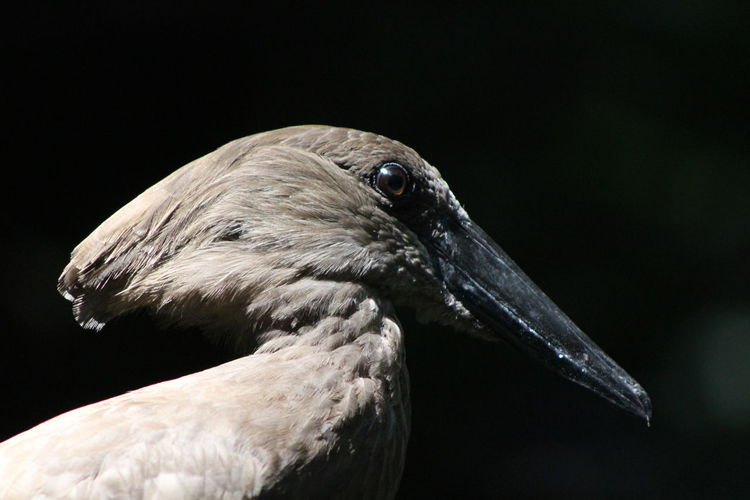 Close-up of hamerkop against black background