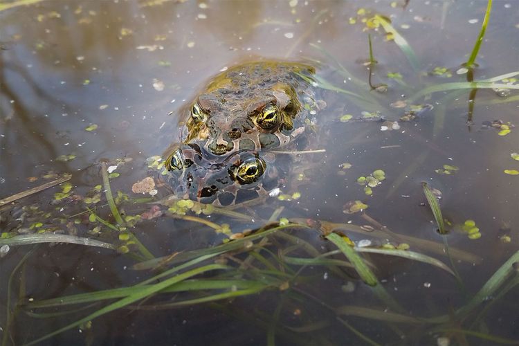 Green toads 