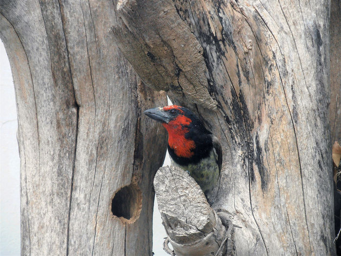 Close up of bird perching on wood