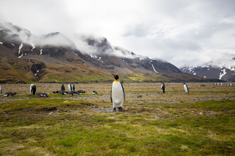 Penguins on grassy field against cloudy sky