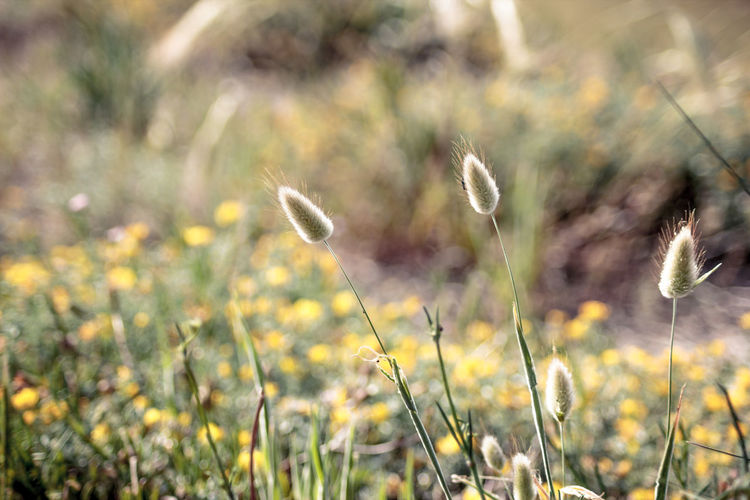 Close-up of wildflowers in field