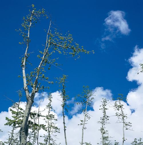 Low angle view of trees against blue sky