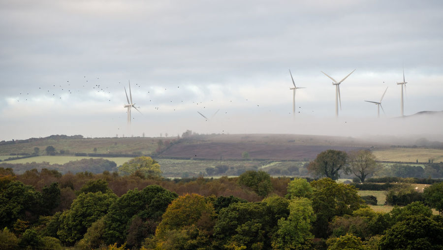 Distance shot of wind turbines on landscape against sky
