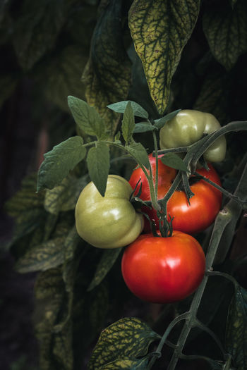 Close-up of tomatoes growing on tree