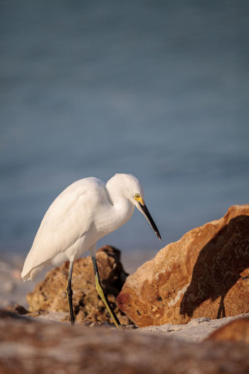 Snowy egret egretta thula bird hunts for fish in the ocean at delnor-wiggins pass state park 