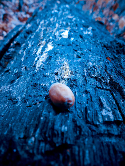 Close-up of shell on tree trunk