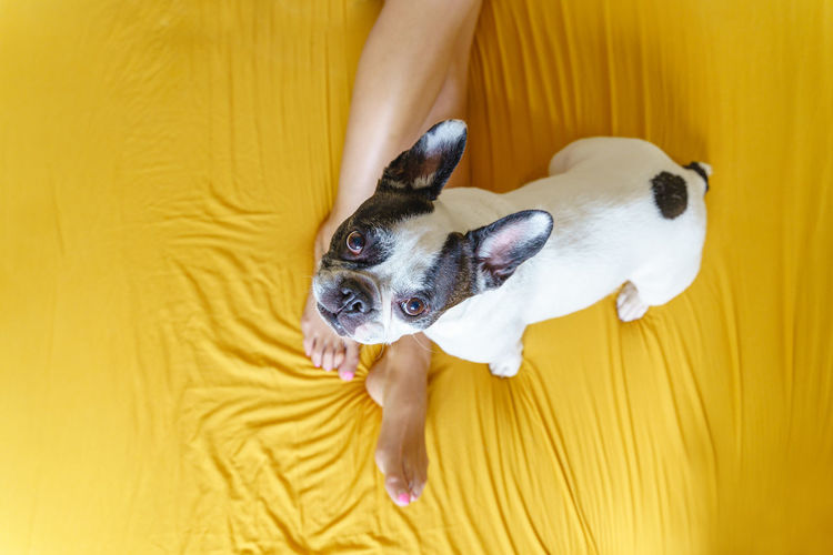 French bulldog isolated on yellow background. top view of dog in bed with unrecognizable woman 