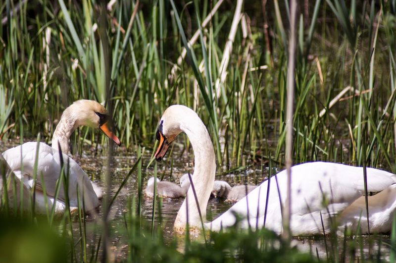 Swans in a lake