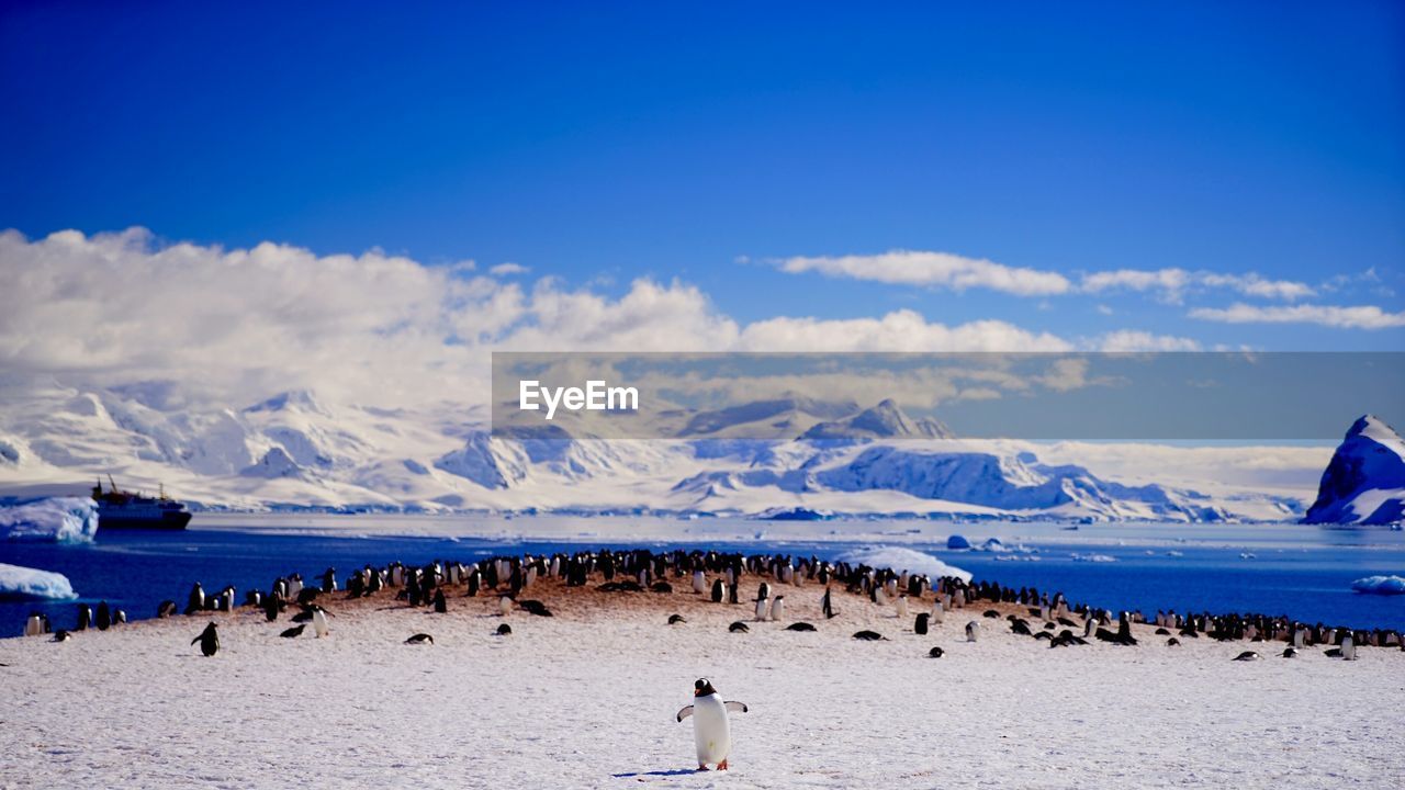 Panoramic view of penguins on sea shore against sky during winter
