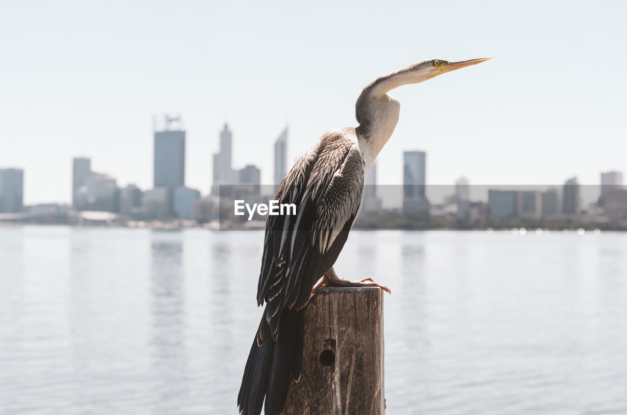 BIRD PERCHING ON WOODEN POST IN RIVER AGAINST CITY