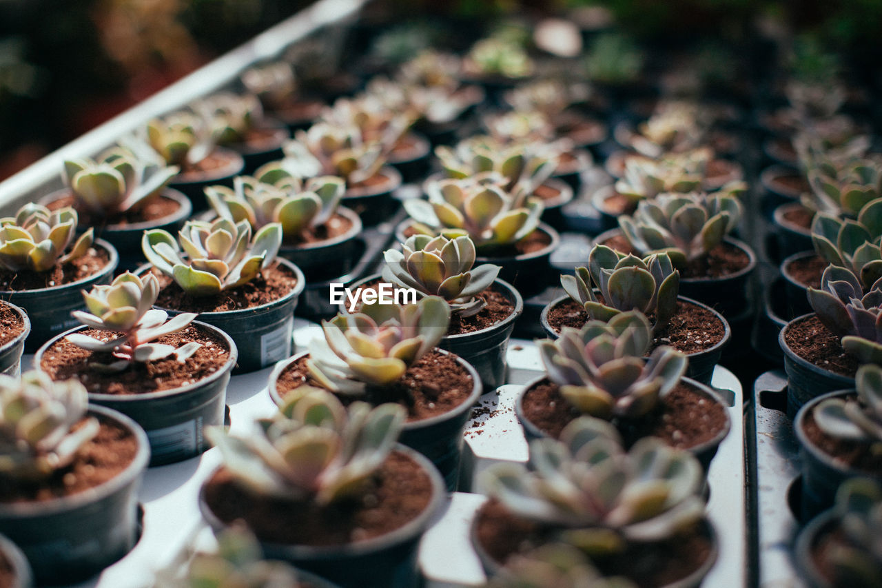 Close-up of succulent plants on table