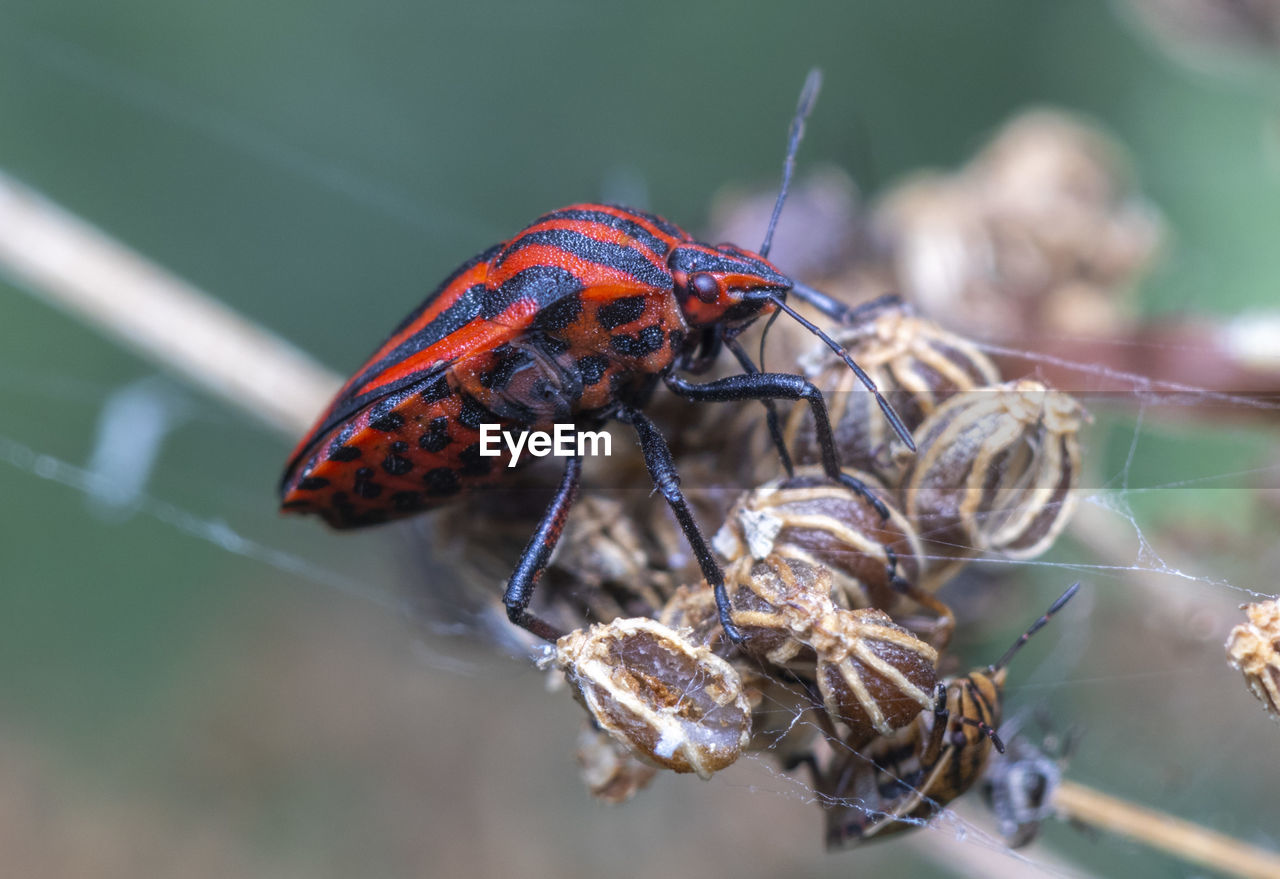 Close-up of a true red and black true bug