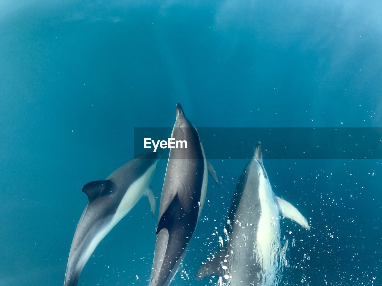 View of dolphins in sea