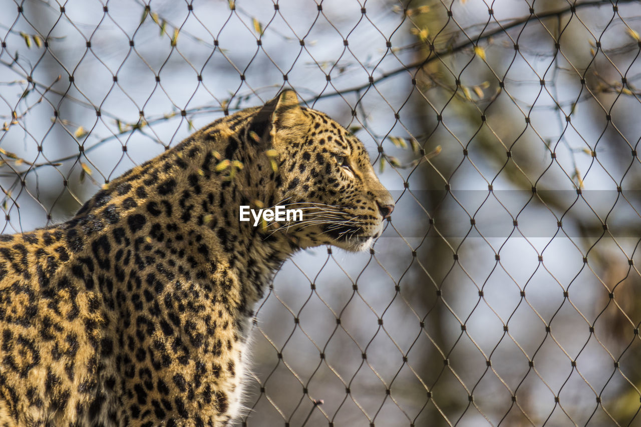 Leopard in cage on sunny day