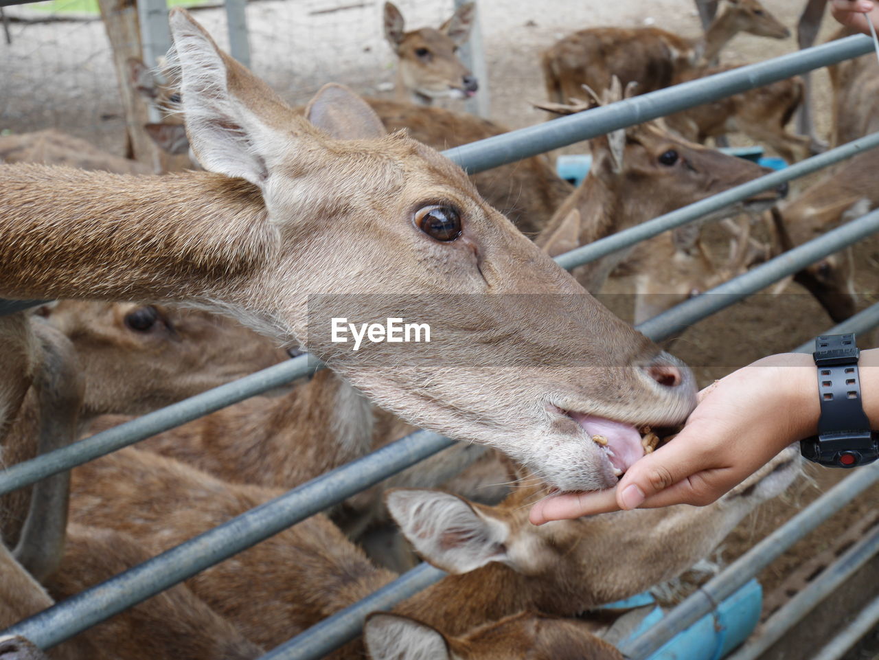 FULL LENGTH OF A HAND FEEDING A FENCE