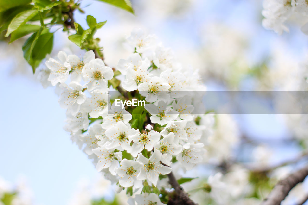 close-up of white cherry blossom tree