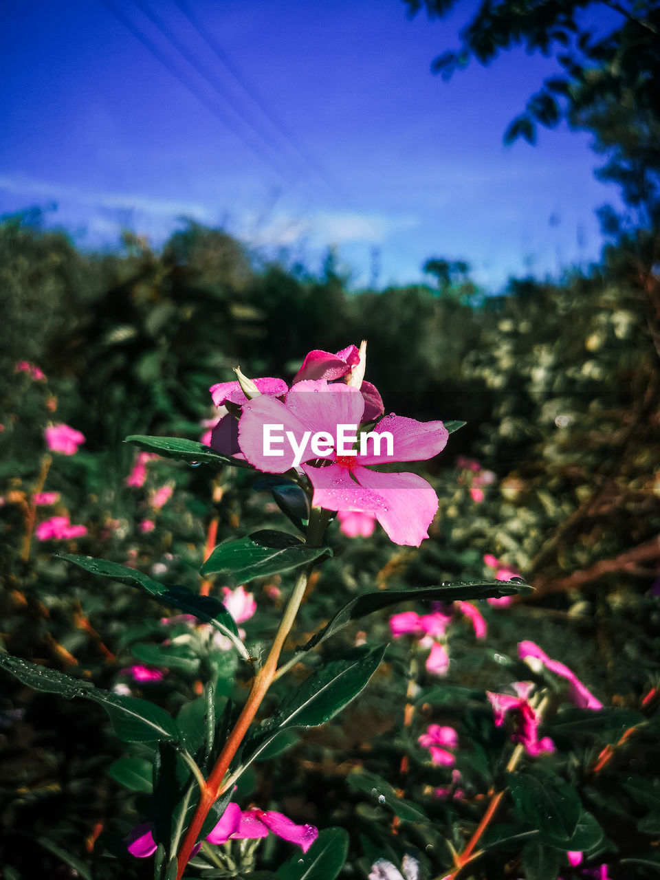 plant, flower, flowering plant, pink, beauty in nature, nature, freshness, close-up, petal, fragility, leaf, growth, blossom, focus on foreground, flower head, no people, inflorescence, tree, sky, outdoors, wildflower, day, blue, plant part, magenta