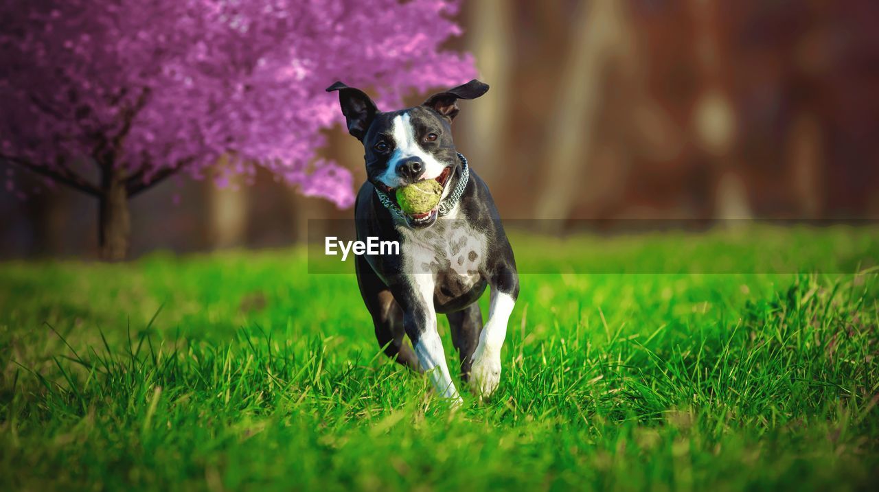 Portrait of dog with ball running on grassy field