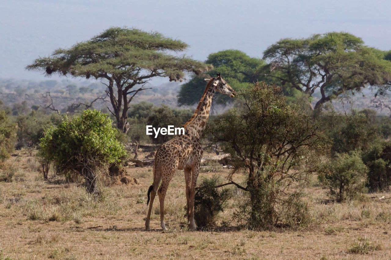 VIEW OF GIRAFFE ON LAND