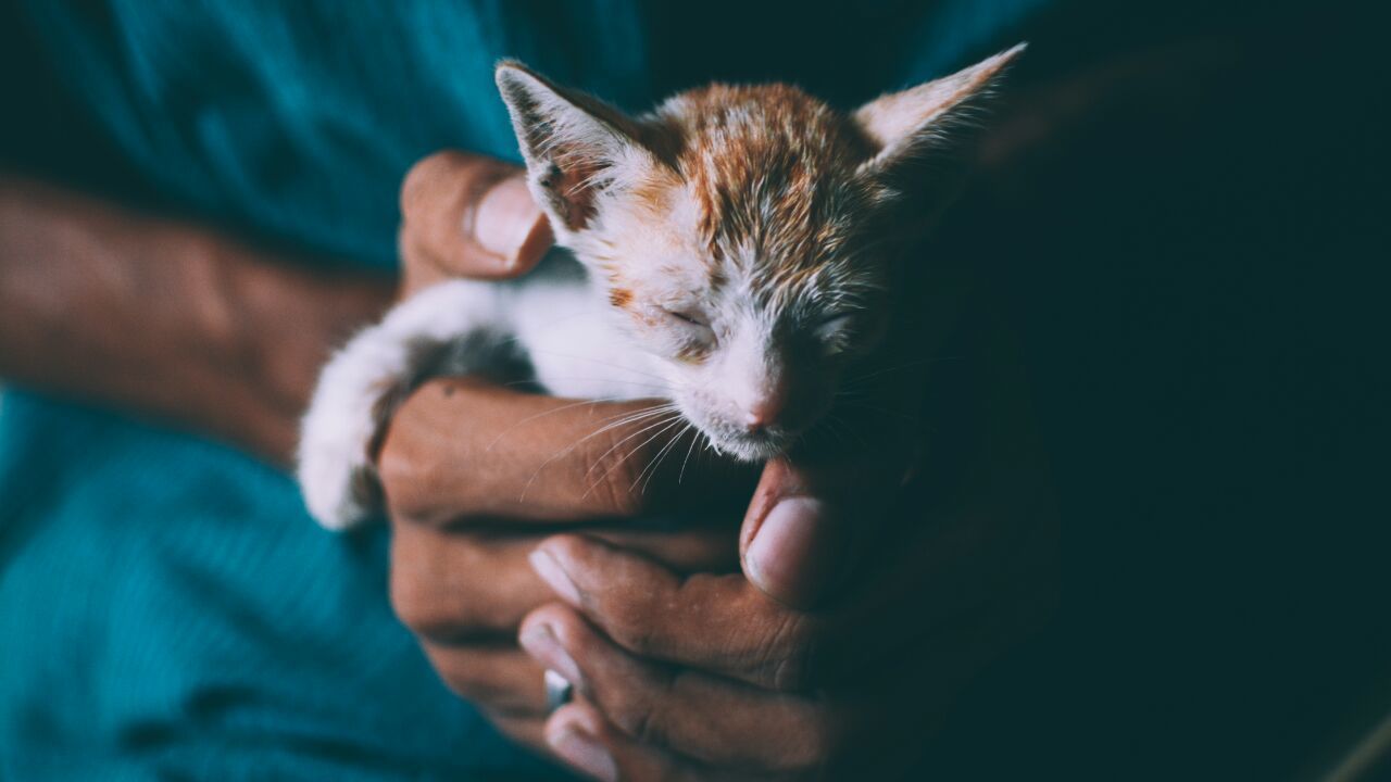 Close-up of person holding kitten