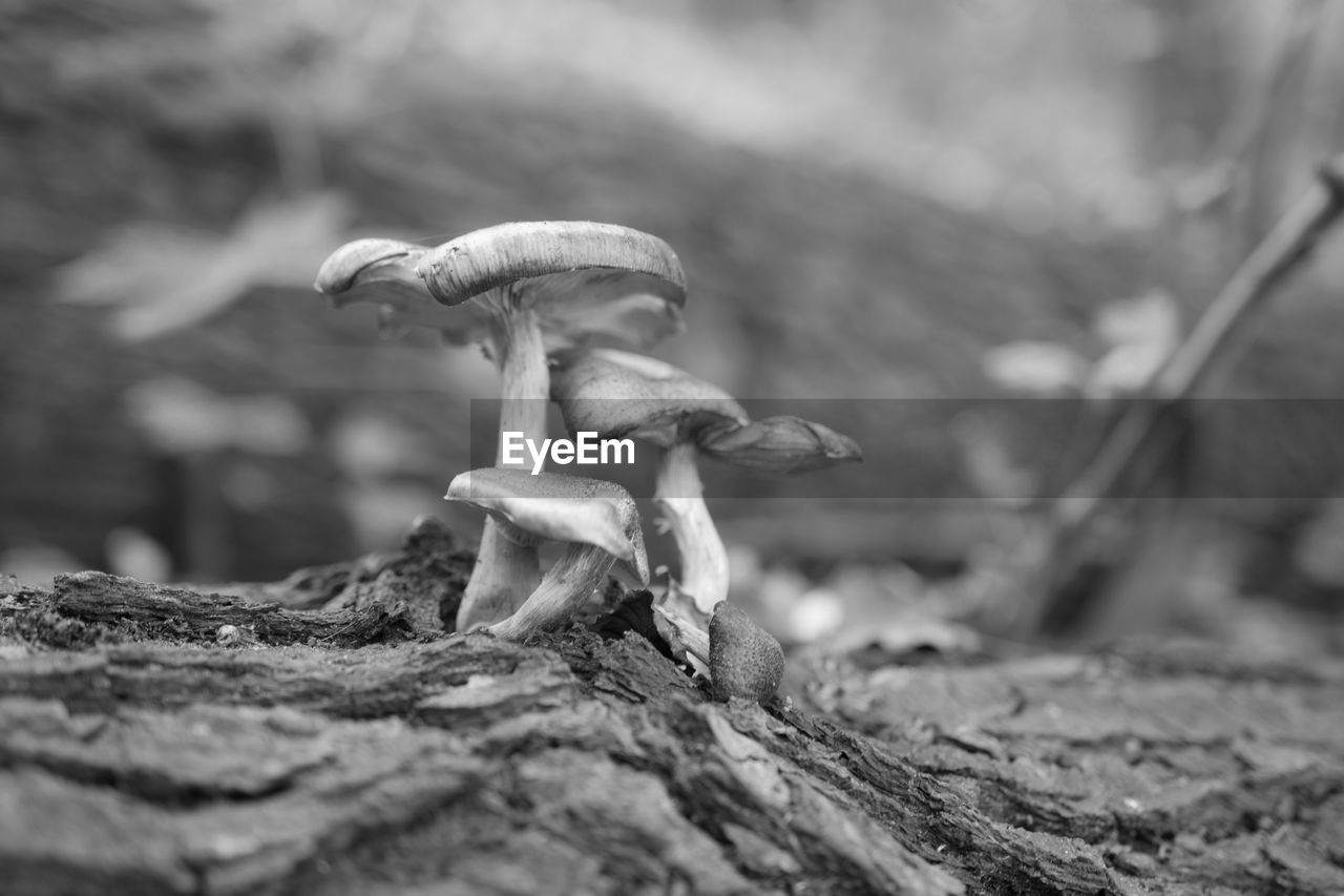 CLOSE-UP OF MUSHROOM GROWING ON TREE