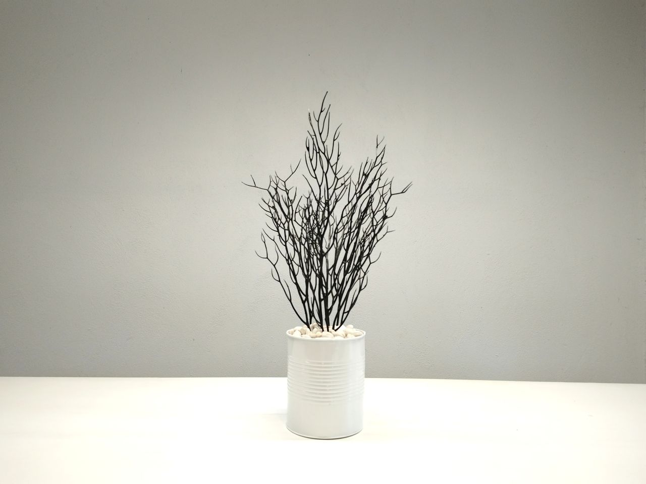 plant, indoors, no people, vase, nature, lighting, copy space, table, still life, flowerpot, wall - building feature, white, creativity, studio shot, simplicity, branch, houseplant, flower