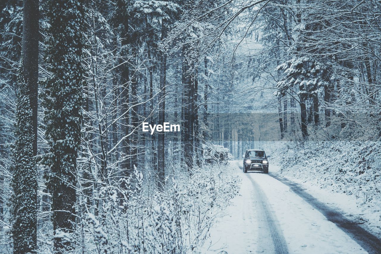 Car on road along trees during winter