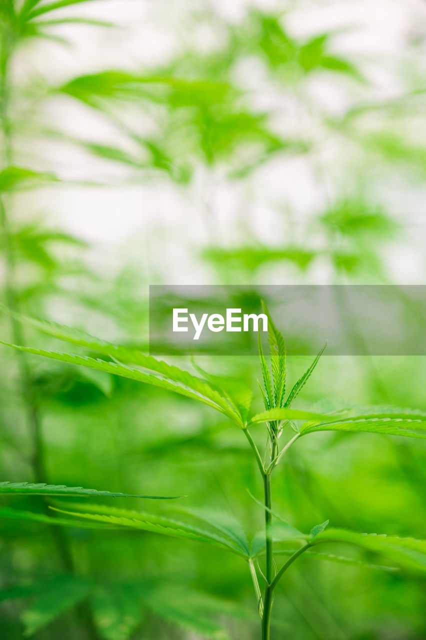 close-up of plant against blurred background