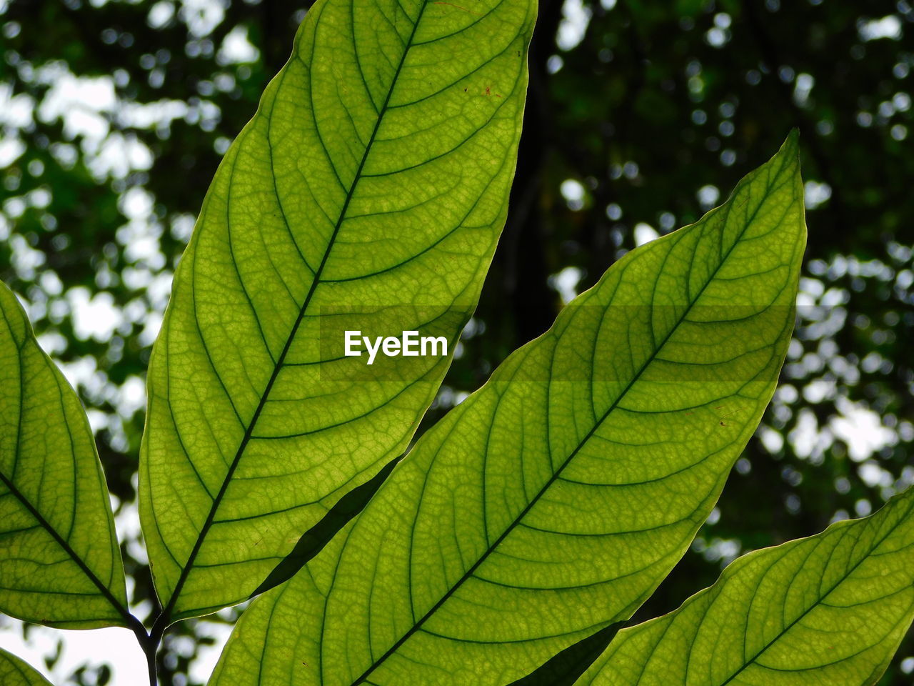 Close-up of green leaves