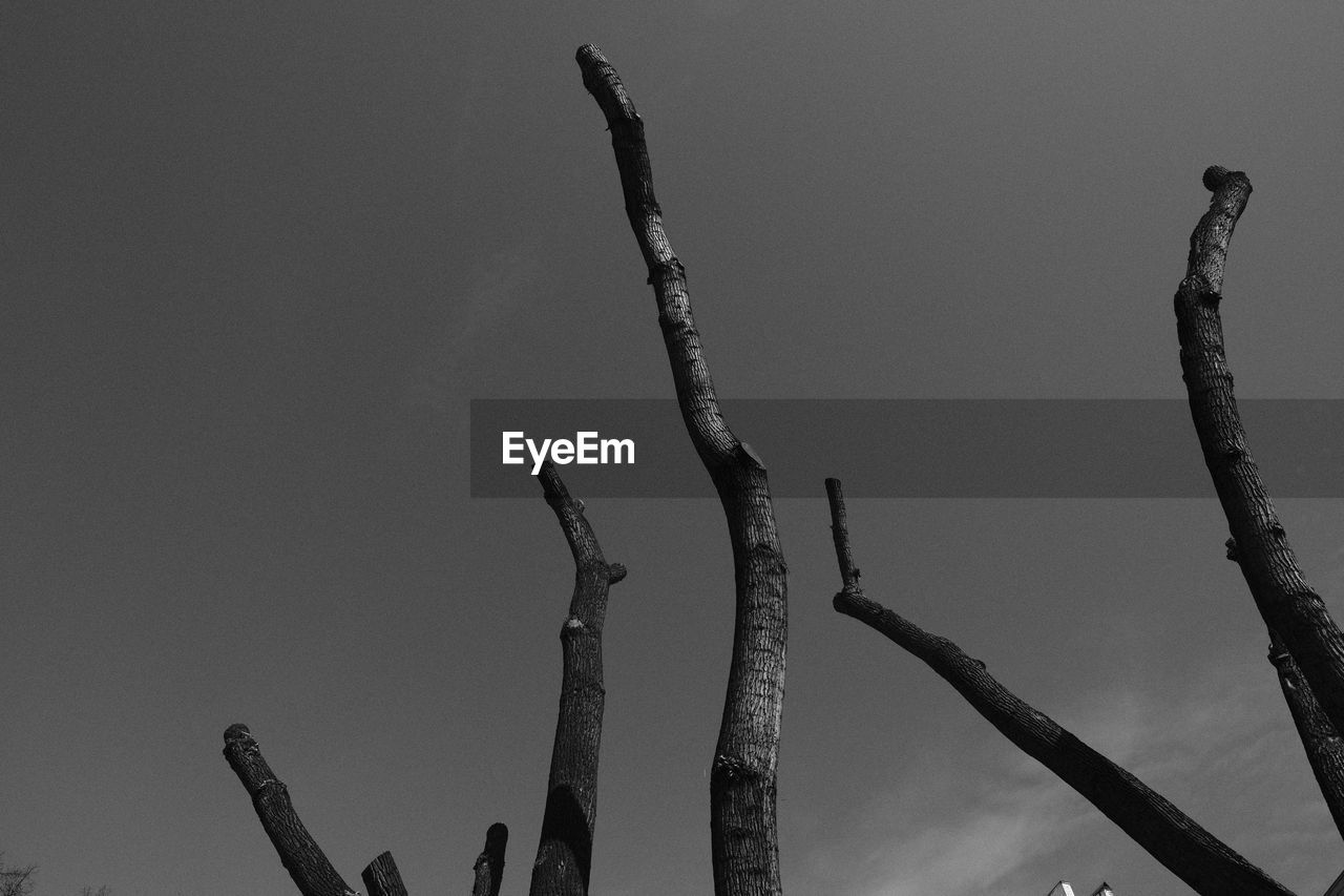 sky, black and white, branch, monochrome photography, no people, monochrome, nature, plant, black, darkness, low angle view, tree, outdoors, growth, line, twig, white, day
