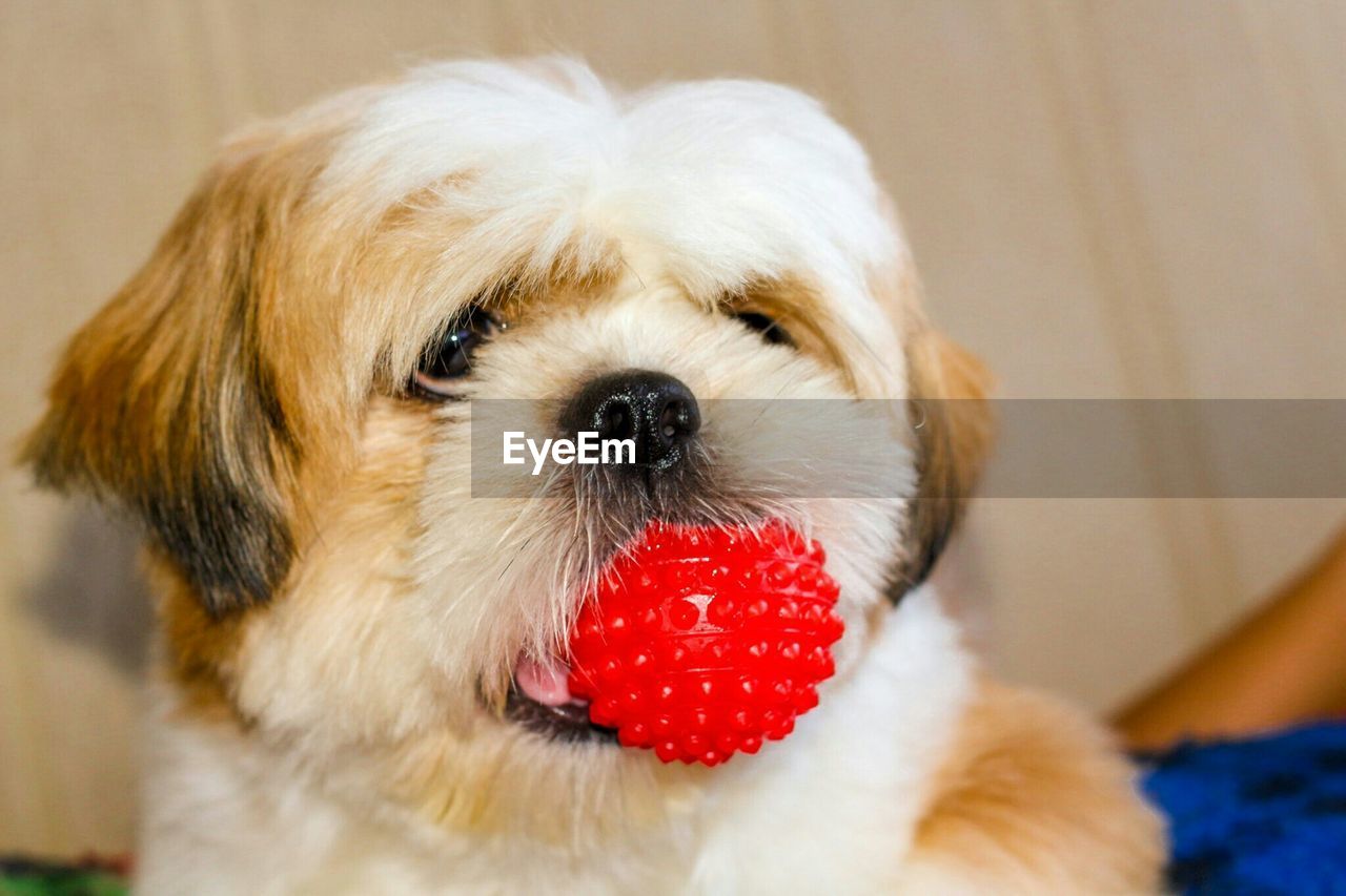 Close-up of coton de tulear with red ball
