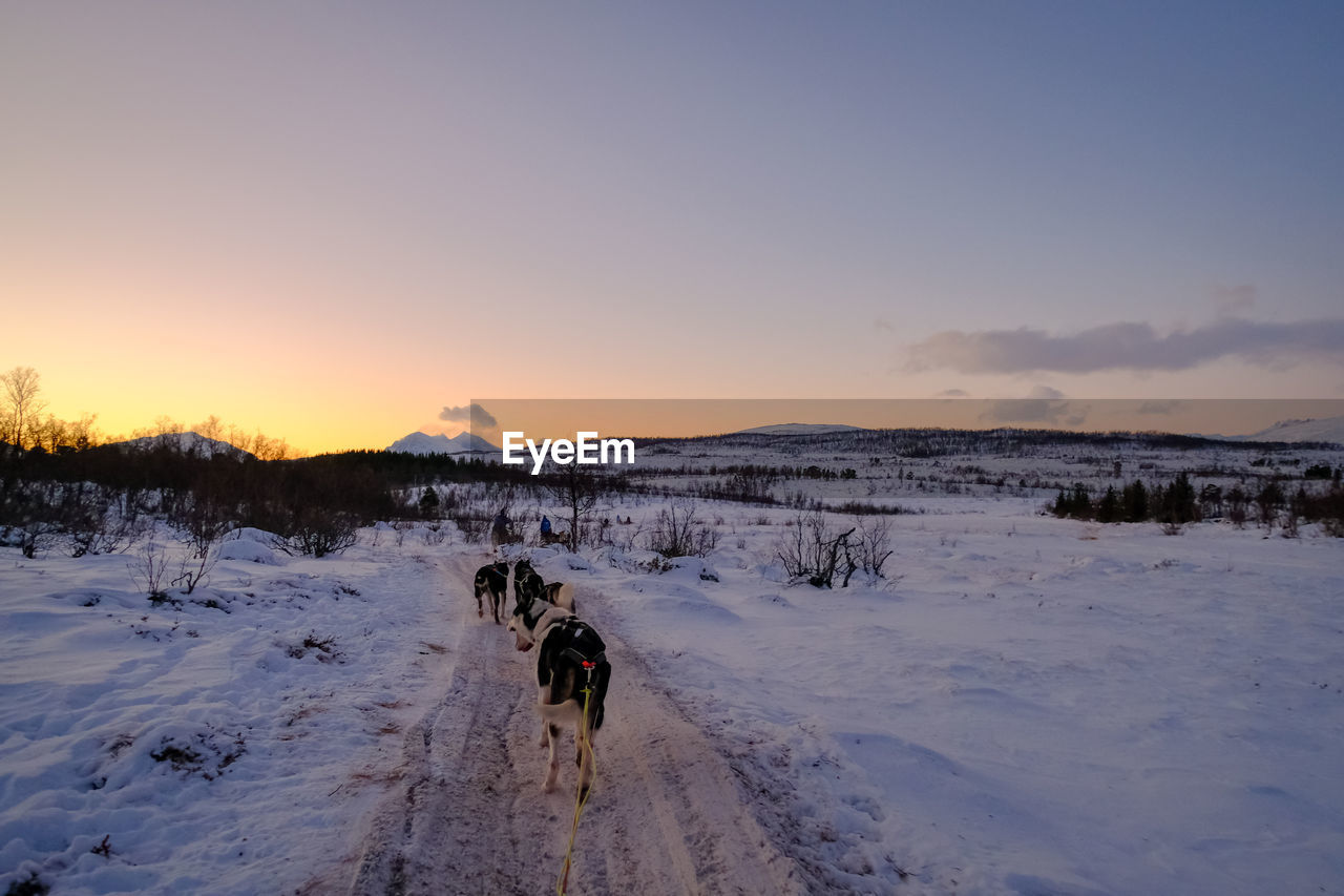 dog, winter, snow, cold temperature, sky, mammal, sunset, domestic animals, pet, canine, environment, animal themes, animal, landscape, scenics - nature, nature, one animal, beauty in nature, carnivore, mountain, dog sled, sled dog, walking, land, tree, frozen, dusk, travel, tranquil scene, outdoors, non-urban scene, tranquility, full length, travel destinations, sun, plant, white, leisure activity, mushing