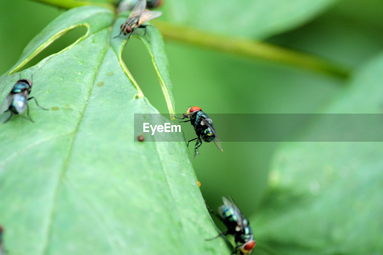Close-up of fly on leaf,flies,fly carriers of cholera