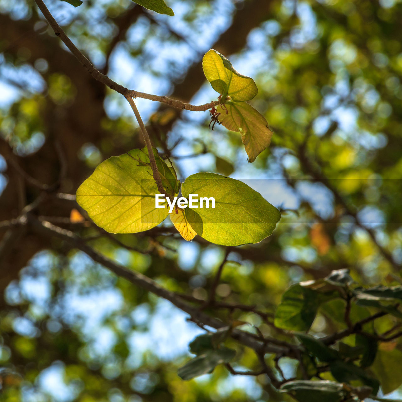 LOW ANGLE VIEW OF YELLOW BRANCH