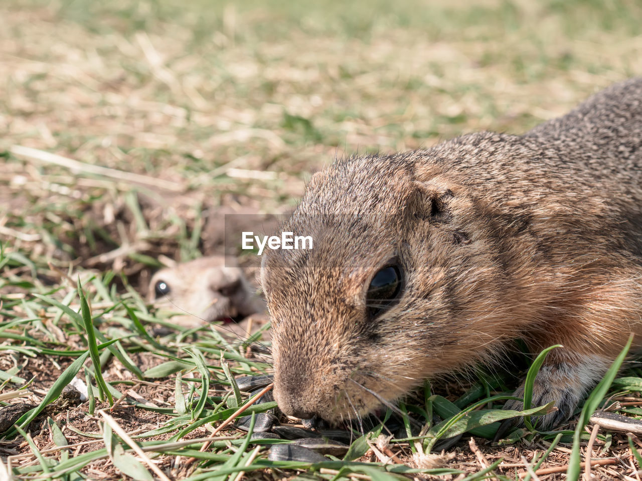 Gopher is eating sunflower seeds in a grassy meadow while another gopher  watched him from its hole.