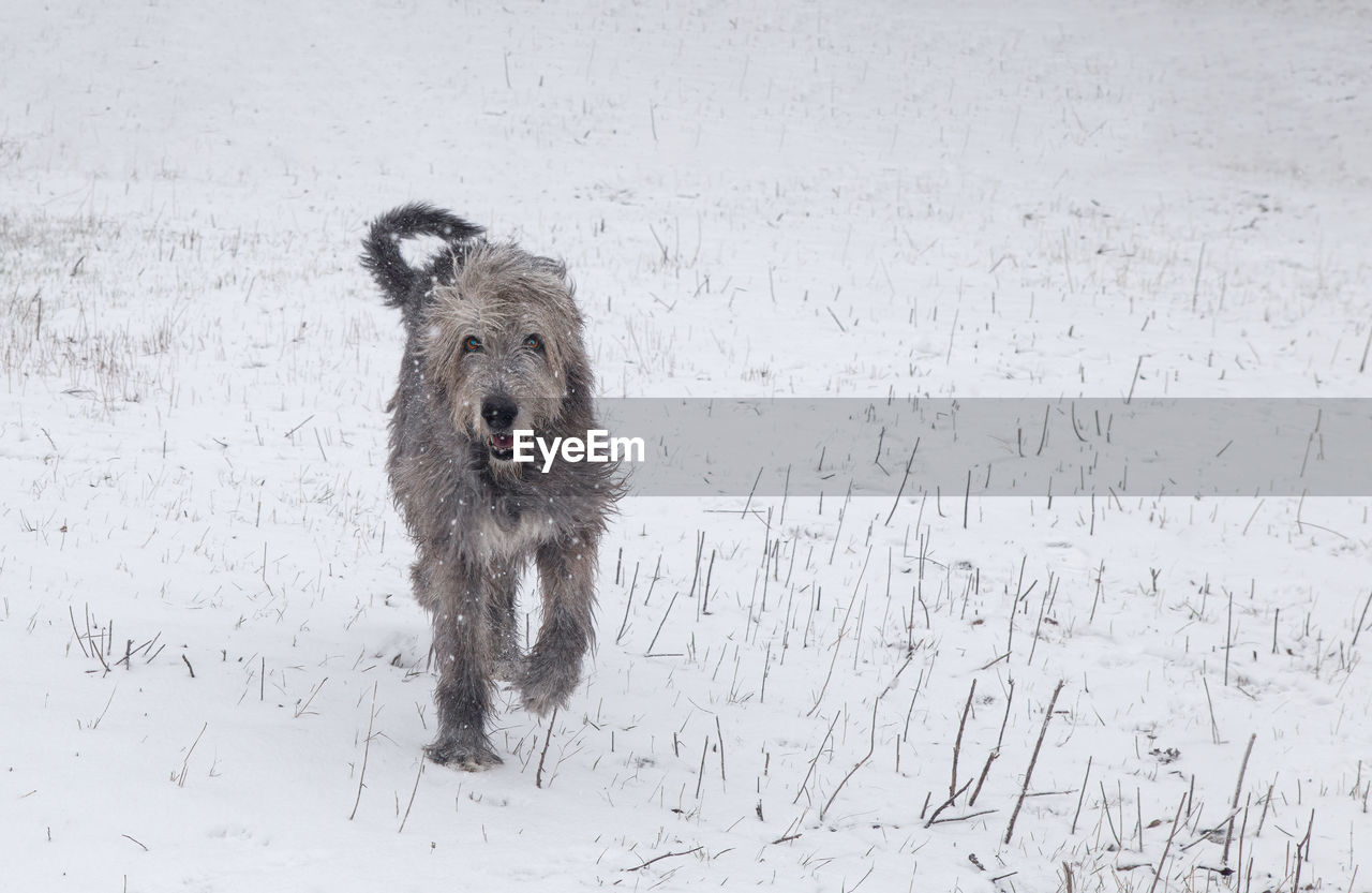 Large gray irish wolfhound runs in the snow. walking the dog in the field in winter without  leash. 