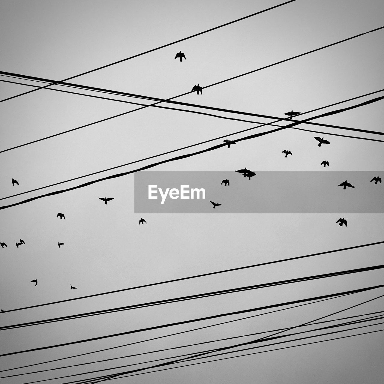 Low angle view of birds flying in sky seen through power lines