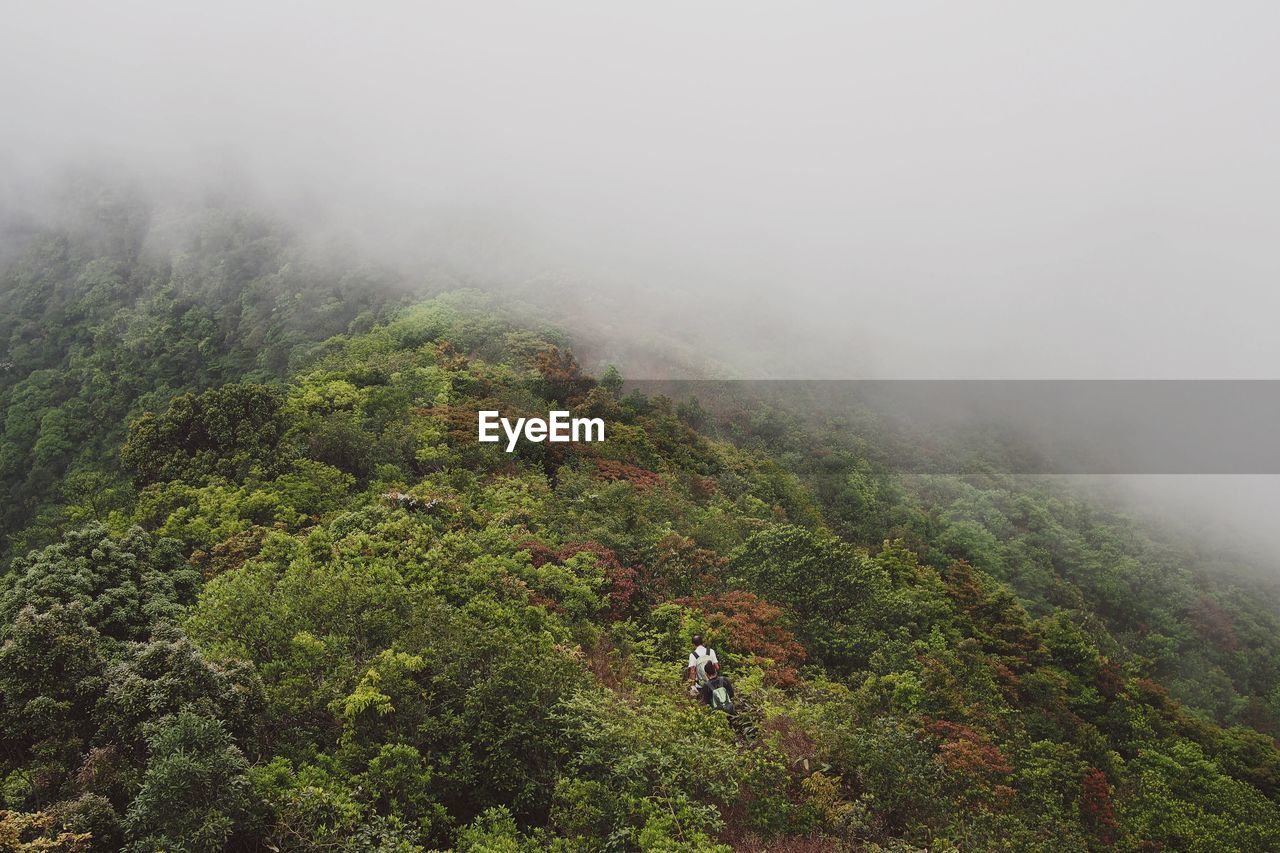 High angle view of tree mountain during foggy weather