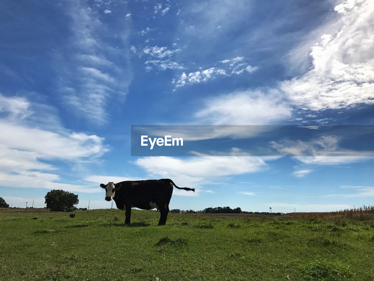 Cow standing on field against blue sky