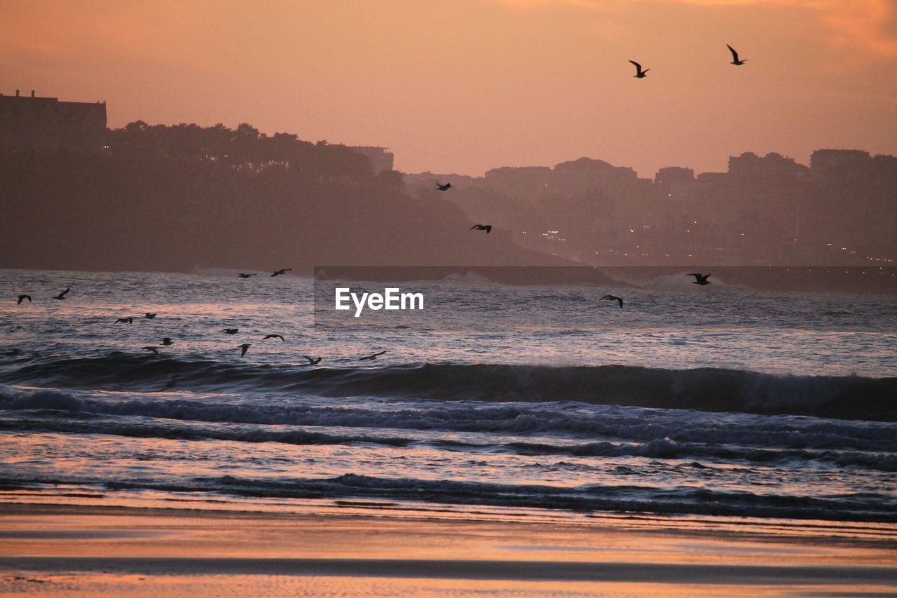 Birds flying over beach in evening