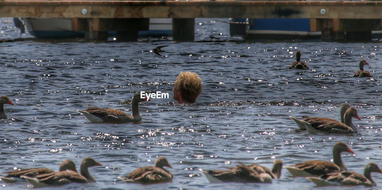 Person swimming in sea with ducks