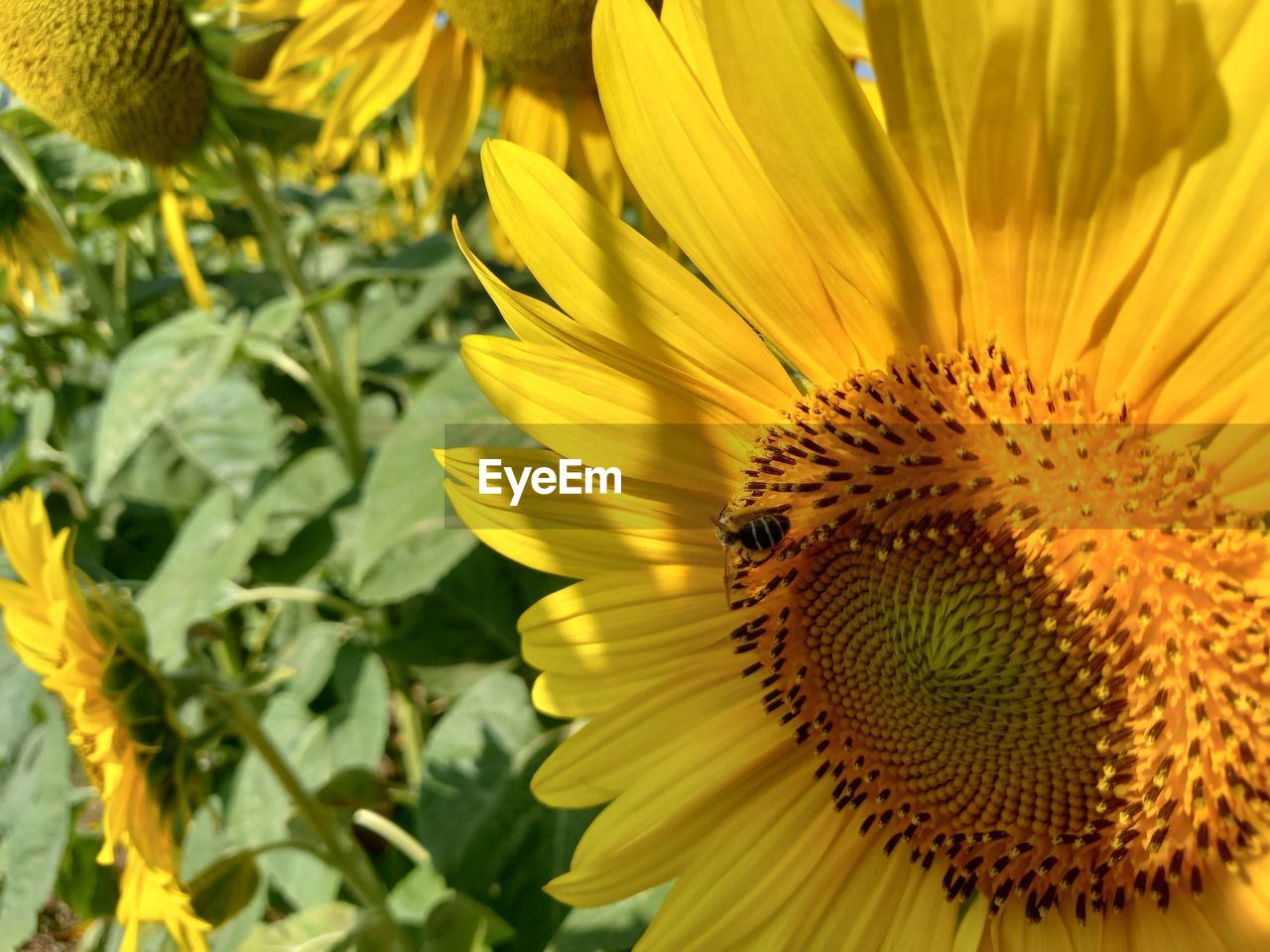 CLOSE-UP OF INSECT ON SUNFLOWER AT FLOWER